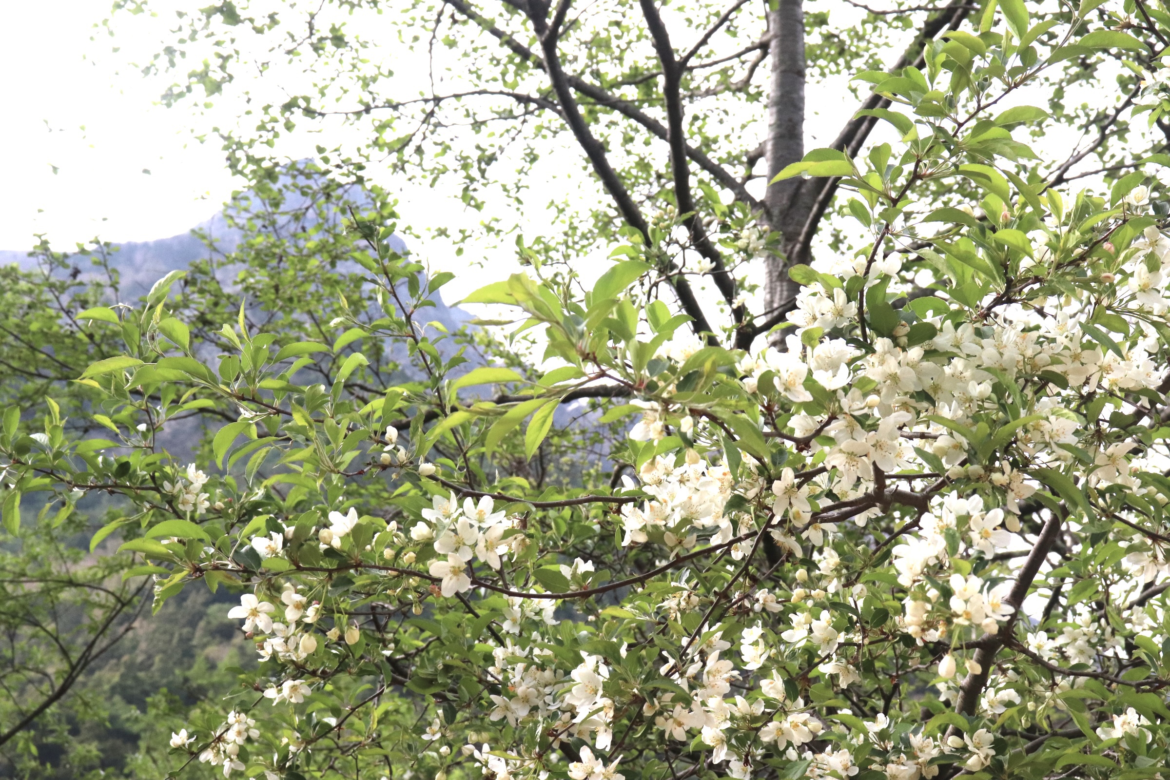 聞香・柬蒲寨産 根瘤黄花梨 聞香・柬蒲寨産 根瘤黄花梨 聞香・柬蒲寨産